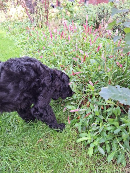 black cockapoo sniffing a bush