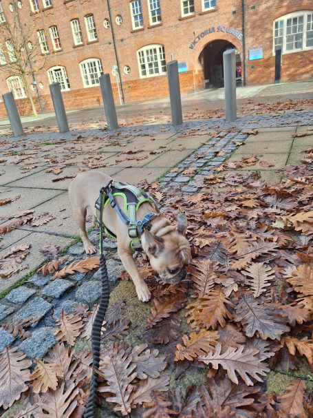 frenchie sniffing autumn leaves