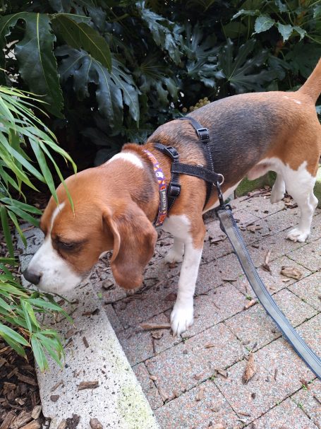 beagle sniffing a bush